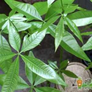 发财树的叶子太多需要修剪吗 发财树啥时候修剪好