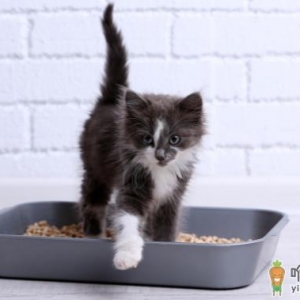 养猫必须用猫砂吗 猫崽多大可以用猫砂