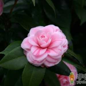 山茶花的叶子发黄是什么原因 山茶花的叶子发黄怎么补救
