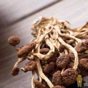 茶树菇新鲜的和干的哪个好 天天吃茶树菇会怎么样