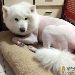 狗狗的毛剃光了好不好 狗狗秋天得了皮肤病要剃毛怎么办