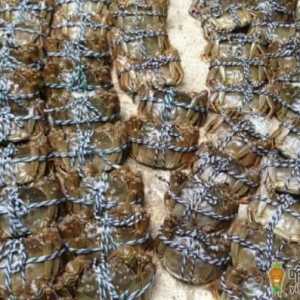 大闸蟹喂什么饲料 大闸蟹是怎么养的