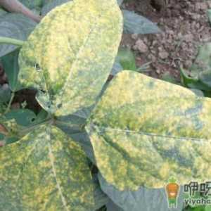 芸豆不开花叶子发黄是咋回事 芸豆不开花叶子发黄怎么解决
