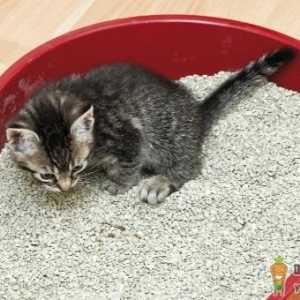 小猫总吃猫砂是咋回事 猫咪吃猫砂怎么纠正