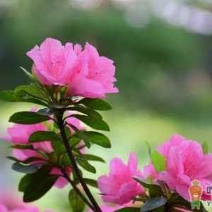 杜鹃花能不能带花苞扦插 杜鹃正确的扦插做法是什么