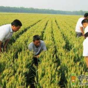 种小麦要深耕土壤吗 小麦免耕播种好不好