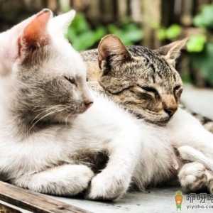 刚买回来的猫怎么喂食 买回来的幼猫不吃东西怎么办