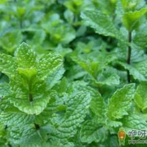 室内可以养薄荷吗 家里薄荷种怎样种