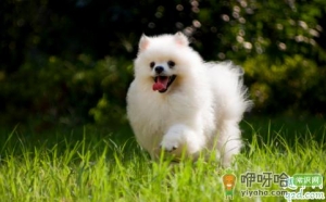 给狗狗吃营养膏好不好 如何正确喂食宠物营养膏