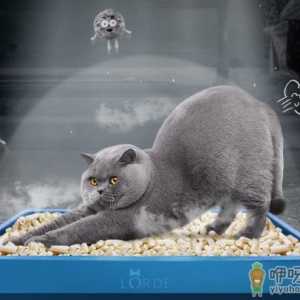 猫砂长毛了还可以用不 买的猫砂怎么保存