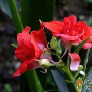 凤仙花不长叶子是什么原因 凤仙花不长叶子怎么解决