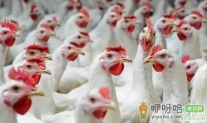 2020养鸡的前景怎么样 2020养鸡利润高不高行情预测