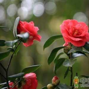 山茶花在家里养行吗 山茶花日常如何养护长得好