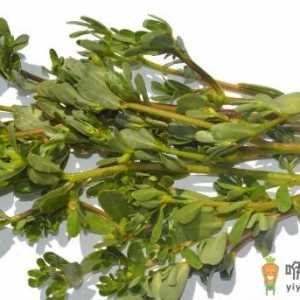 马齿苋能拿来喂鸡吗 马齿苋怎么喂鸡才吃