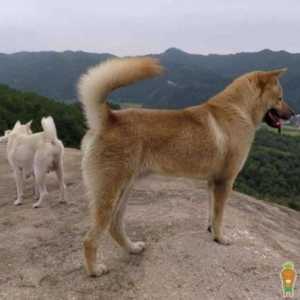 土狗选什么样子的最好 农村土狗寿命是多少年