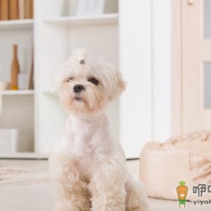 狗狗严重挑食怎么处理 怎么纠正狗狗严重挑食的毛病