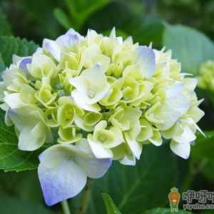 花苞期的绣球花能不能修剪 绣球花开完花如何修剪