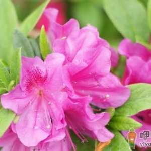 刚买的杜鹃花掉叶厉害是咋回事 杜鹃花一直掉叶子怎么解决