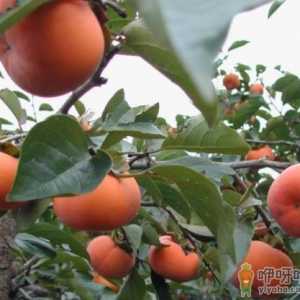 种的柿子不甜怎么办 什么土适合种柿子