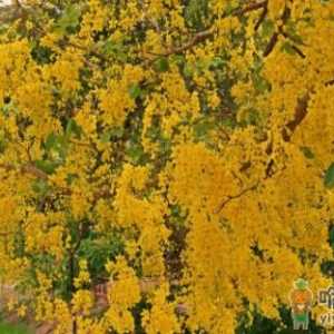 桂花树上结的桂籽能播种吗 桂花种子怎么种才能成活