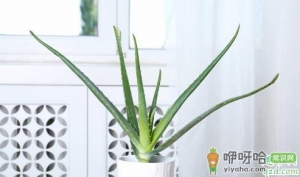新买的芦荟需要浇透水吗 芦荟多久浇次水好