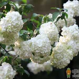 绣球新芽泛黄是为什么 绣球新芽干枯还有救吗