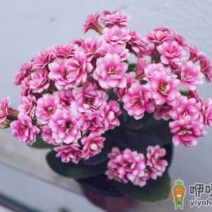 长寿花啥时候打花苞 长寿花打完骨朵该如何养护