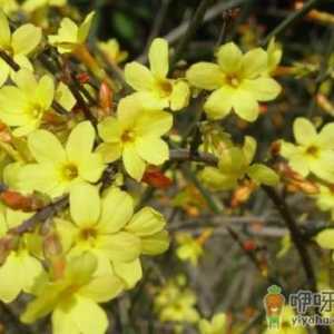 迎春花的叶子为什么卷 迎春花的枝条能插活吗