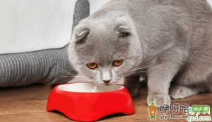 猫罐头能给幼猫吃吗 猫咪什么时候能吃猫罐头