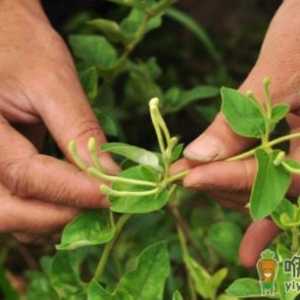 金银花为什么叶子发黄还掉叶 金银花叶子发黄掉落怎么解决