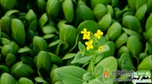 油菜红叶是不是病 油菜红叶该怎么防治