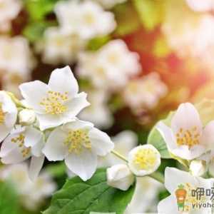 茉莉花掉叶是为啥 茉莉花总掉叶怎么解决