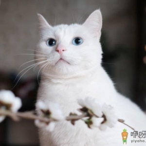 猫咪发出呼噜声代表什么 猫咪呼噜声从哪里发出
