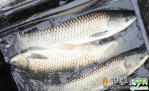草鱼吃食到什么时候 喂草的鱼塘怎么钓草鱼