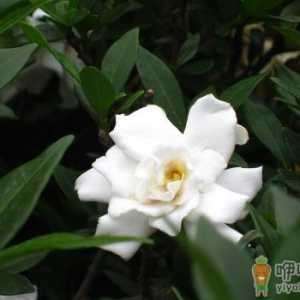 栀子花什么时候都可以换盆吗 新换盆的栀子花叶子发黄怎么办 ...