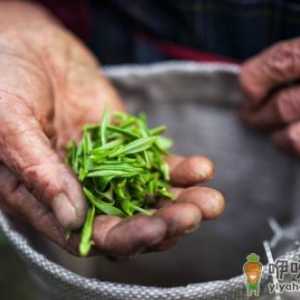 明前茶怎么泡好喝 头春茶和明前茶哪个好