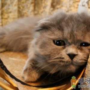 猫咪临死前有什么征兆 猫的寿命一般多长