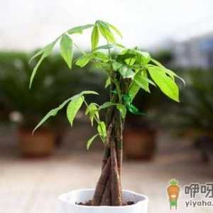 发财树不停的掉叶是咋回事 发财树经常掉叶子怎么补救