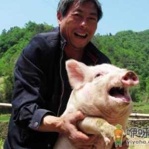 散养户以后能不能养猪 养猪越来越难了怎么办