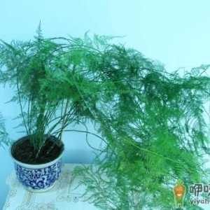 文竹叶子需不需要喷水 给文竹叶子喷水要注意什么