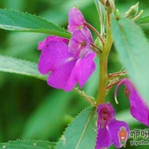 凤仙花光长杈不开花是怎么回事 凤仙花只长叶不开花咋解决