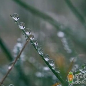 处暑十八盆白露勿露身有什么说法 处暑十八盆白露勿露身的原因 ...