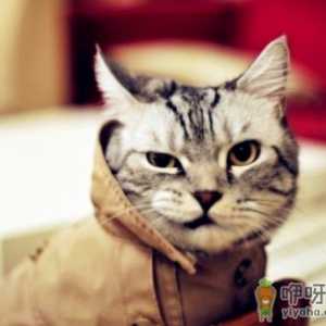 猫咪掉毛怎么打理 猫毛干枯是缺乏什么