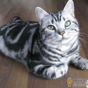 三个月的小猫的猫藓怎么治 猫藓会传染给人吗
