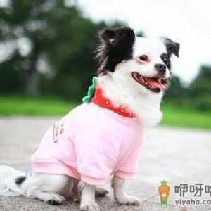 冬天狗狗要穿衣服保暖吗 狗狗穿鞋子对脚有伤害吗