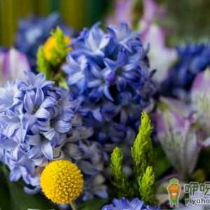 风信子发芽快吗 啥时候种风信子易成活