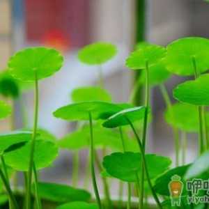 铜钱草可以生吃吗 铜钱草怎么做菜吃