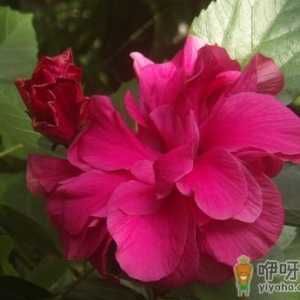 扶桑花和木槿花的区别有哪些 如何分清楚扶桑和木槿