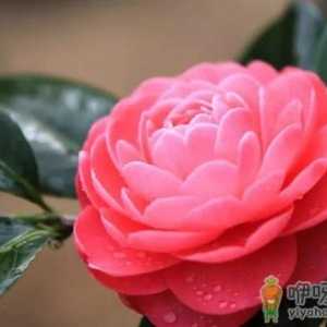 刚买的茶花能立刻换盆吗 茶花什么时候换盆合适