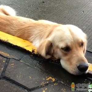 金毛两个月可以喂零食吗 金毛犬禁忌吃什么